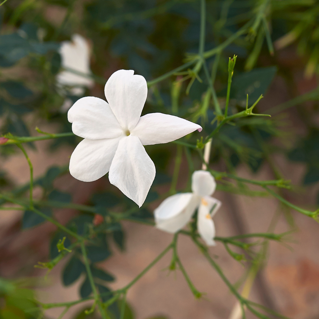 Fragrant Pichi Spanish Jasmine Grandiflorum Live Flower Plant for Your Garden