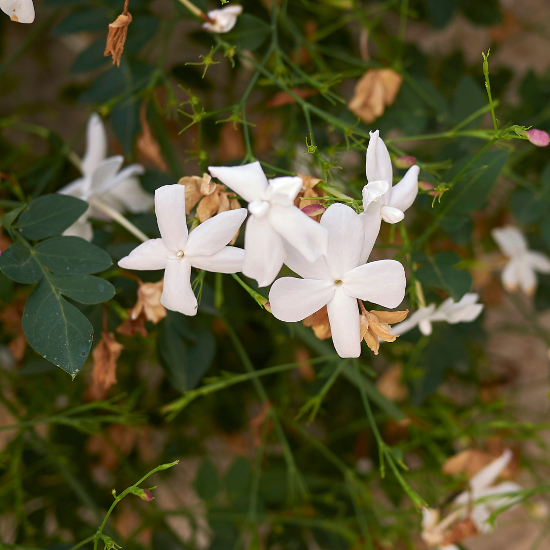 Fragrant Pichi Spanish Jasmine Grandiflorum Live Flower Plant for Your Garden