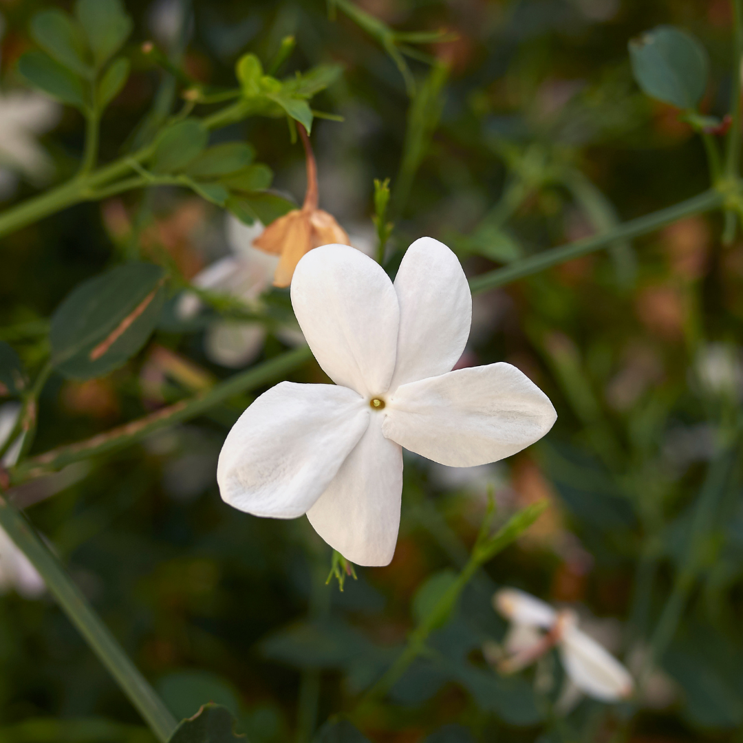 Fragrant Pichi Spanish Jasmine Grandiflorum Live Flower Plant for Your Garden