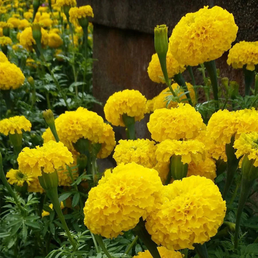 Hybrid Yellow Marigold Flower Seeds – Pack of 30- Flower Seeds