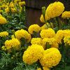 Hybrid Yellow Marigold Flower Seeds – Pack of 30- Flower Seeds