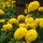 Hybrid Yellow Marigold Flower Seeds – Pack of 30- Flower Seeds
