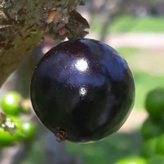 Jaboticaba Honey Drop Fruit Plant