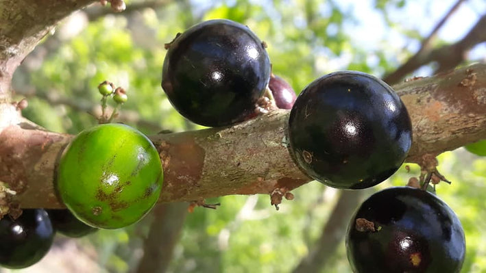 Jaboticaba Honey Drop Fruit Plant