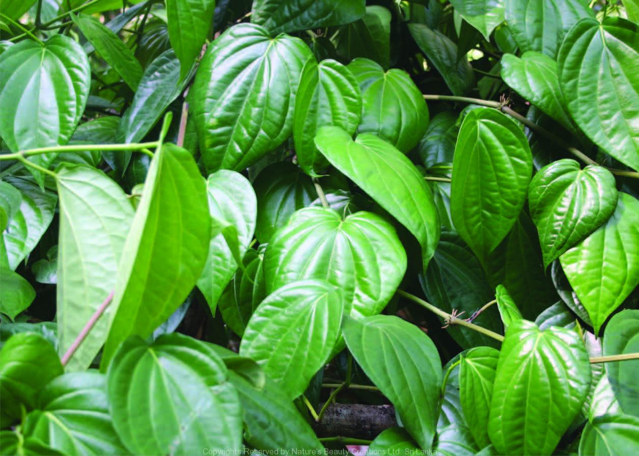 Vetta Piper Betel Medicinal Plant: Live, Healthy, Thriving for Home Gardens
