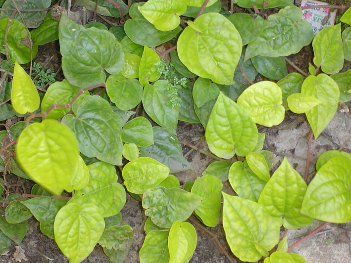 Piper Betle Piper betle L.Betel, Betel Vine, Betel Pepper, Betle Pepper, Pan, Sireh Medicinal Plants