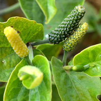 Piper Longum -Medicinal Plant