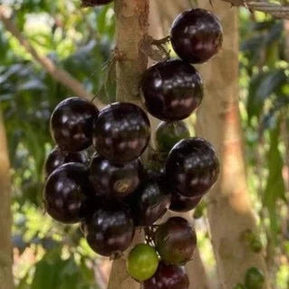 Jaboticaba Long Penduncle Fruit Plant