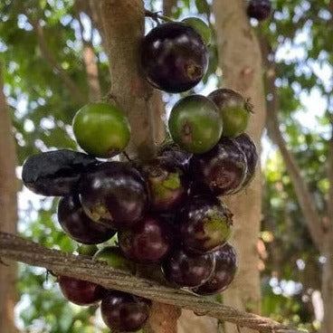 Jaboticaba Long Penduncle Fruit Plant