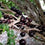 Jaboticaba Olho de Boi Selection Fruit Plant