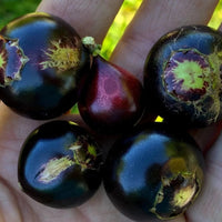 Jaboticaba Crowned Fruit Plant