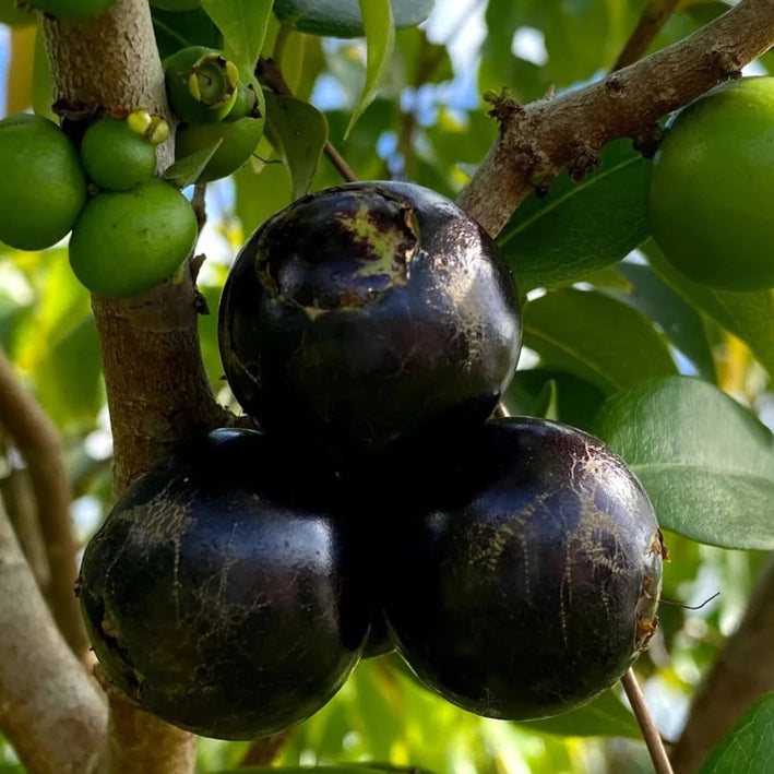 Jaboticaba Crowned Fruit Plant