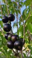 Jaboticaba Crowned Fruit Plant