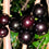 Jaboticaba Sabara Fruit Plant