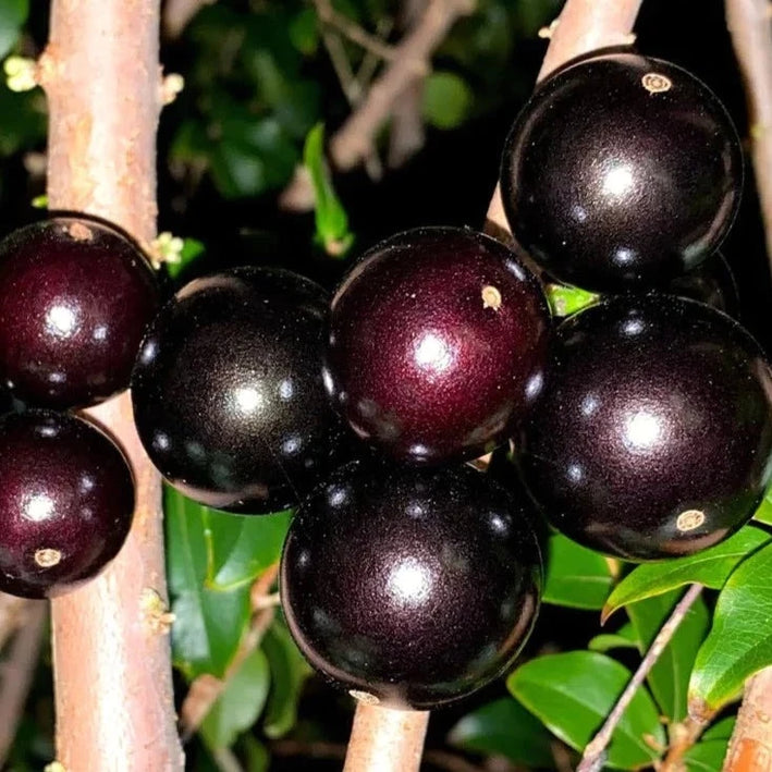 Jaboticaba Sabara Fruit Plant