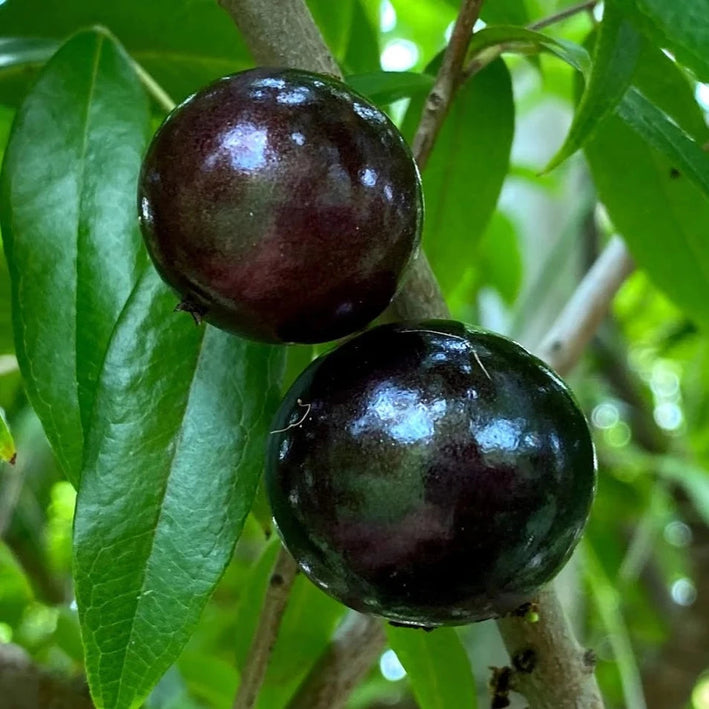 Jaboticaba Plinia Oblongata Fruit Plant