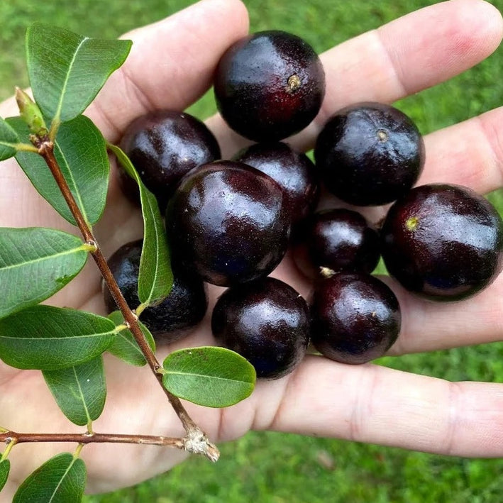 Jaboticaba Branca Vinho (Plinia Phitrantha )Fruit Plant