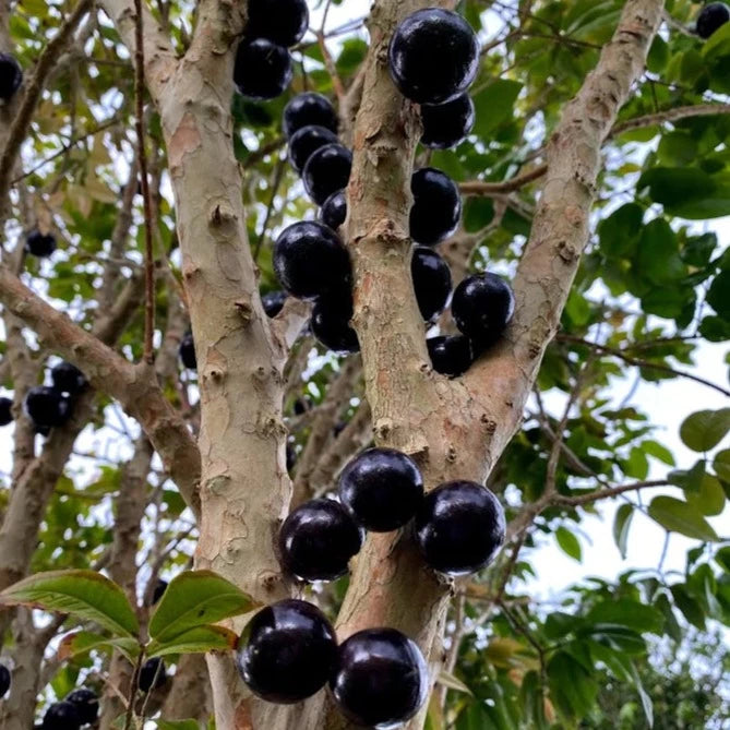 Jaboticaba Branca Vinho (Plinia Phitrantha )Fruit Plant