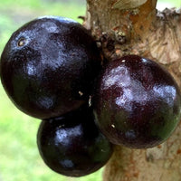 Jaboticaba Branca Vinho (Plinia Phitrantha )Fruit Plant