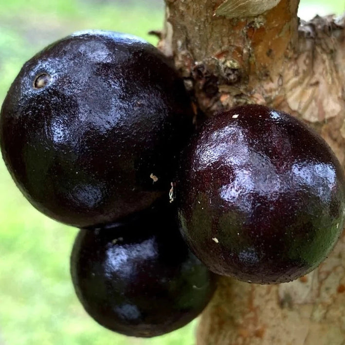 Jaboticaba Branca Vinho (Plinia Phitrantha )Fruit Plant