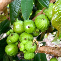 Jaboticaba Branca Fruit Plant