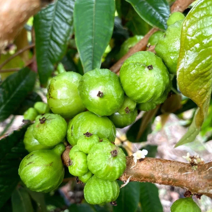 Jaboticaba Caipirinha Fruit Plant