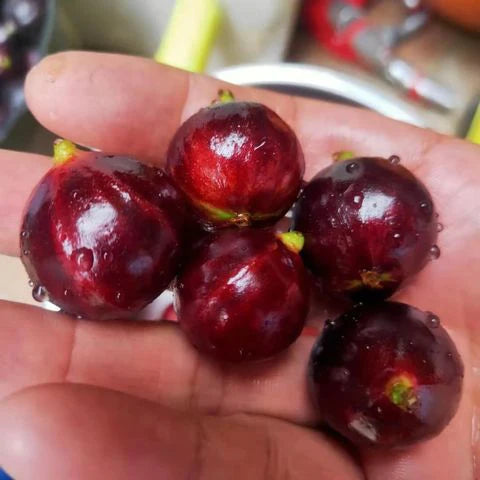 Phitrantha Rosa PouchJaboticaba ( Plinia Phitrantha Rosa ) Fruit Plant