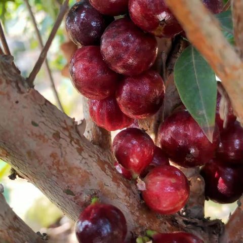 Phitrantha Rosa PouchJaboticaba ( Plinia Phitrantha Rosa ) Fruit Plant