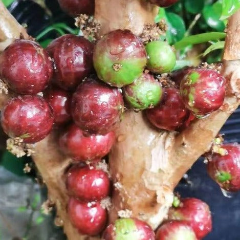 Phitrantha Rosa PouchJaboticaba ( Plinia Phitrantha Rosa ) Fruit Plant