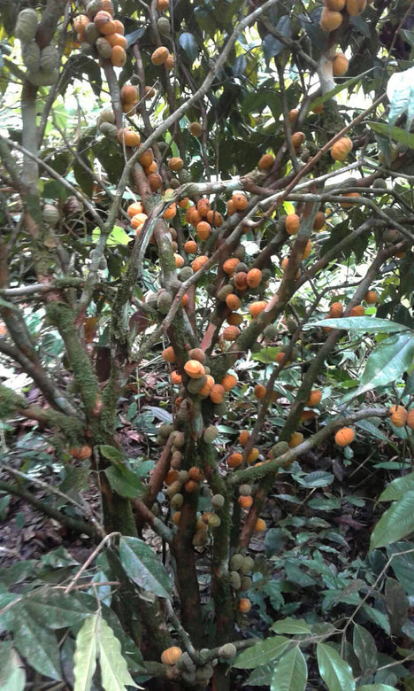 Jaboticaba Dwarf Mulchi Fruit Plant