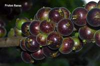 Jaboticaba Mucuri (Plinia Sp.Peluda Do Mucuri) Fruit Plant