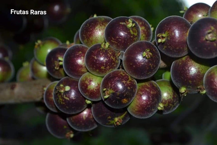 Jaboticaba Mucuri (Plinia Sp.Peluda Do Mucuri) Fruit Plant