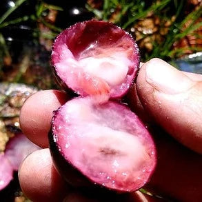 Jaboticaba 'Campo De Ramon' Fruit Plant