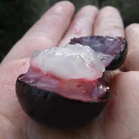 Jaboticaba 'Campo De Ramon' Fruit Plant