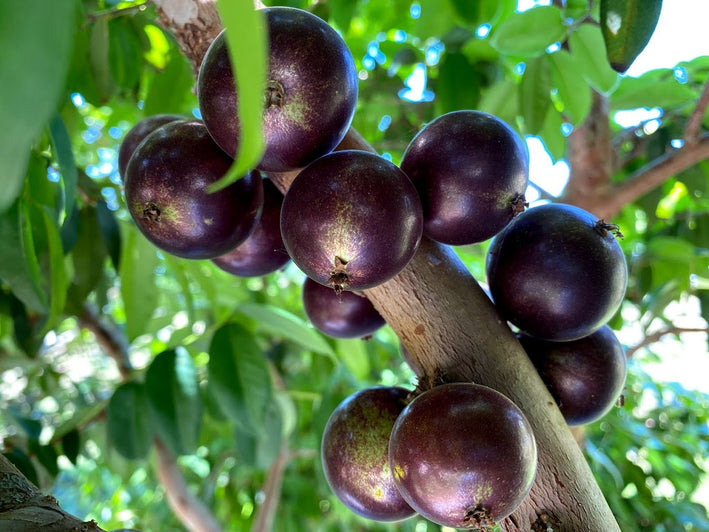 Jaboticaba Grimal Fruit Plant