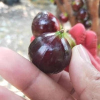 Big Red PouchJaboticaba (Plinia Sp) Fruit Plant