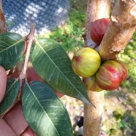 Jaboticaba Taiwan Tiger Fruit Plant