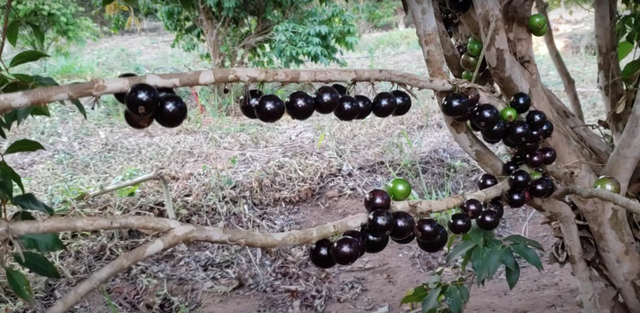 Jaboticaba Cabinho Café Ipuiúna Fruit Plant