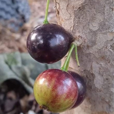 Jaboticaba Plinia Trunciflora Fruit Plant