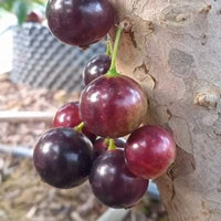 Jaboticaba Plinia Trunciflora Fruit Plant