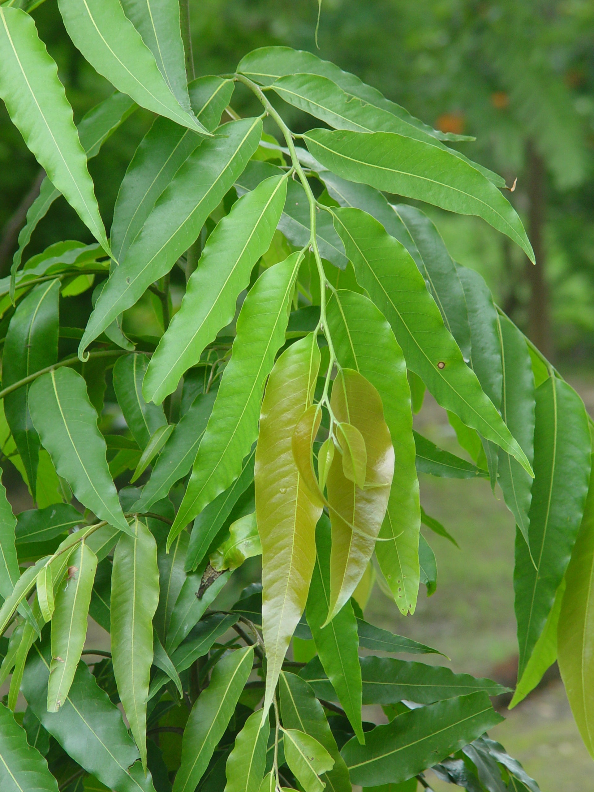 Live Ashoka Tree Plant (Polyalthia longifolia) - Medicinal & Ornamental
