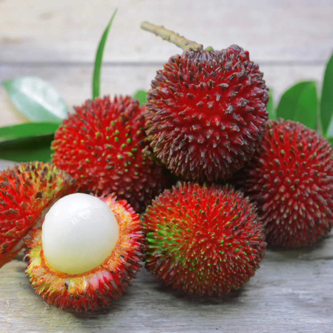 Pulasan - Red - Nephelium mutabile Fruit Plant