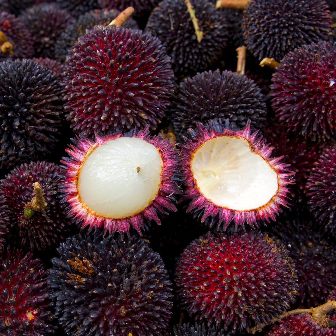 Pulasan - Red - Nephelium mutabile Fruit Plant