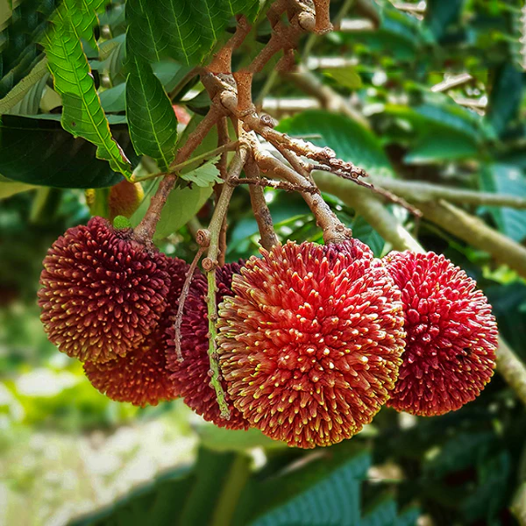 Pulasan - Red - Nephelium mutabile Fruit Plant
