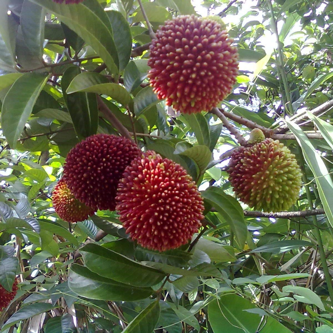 Pulasan - Red - Nephelium mutabile Fruit Plant