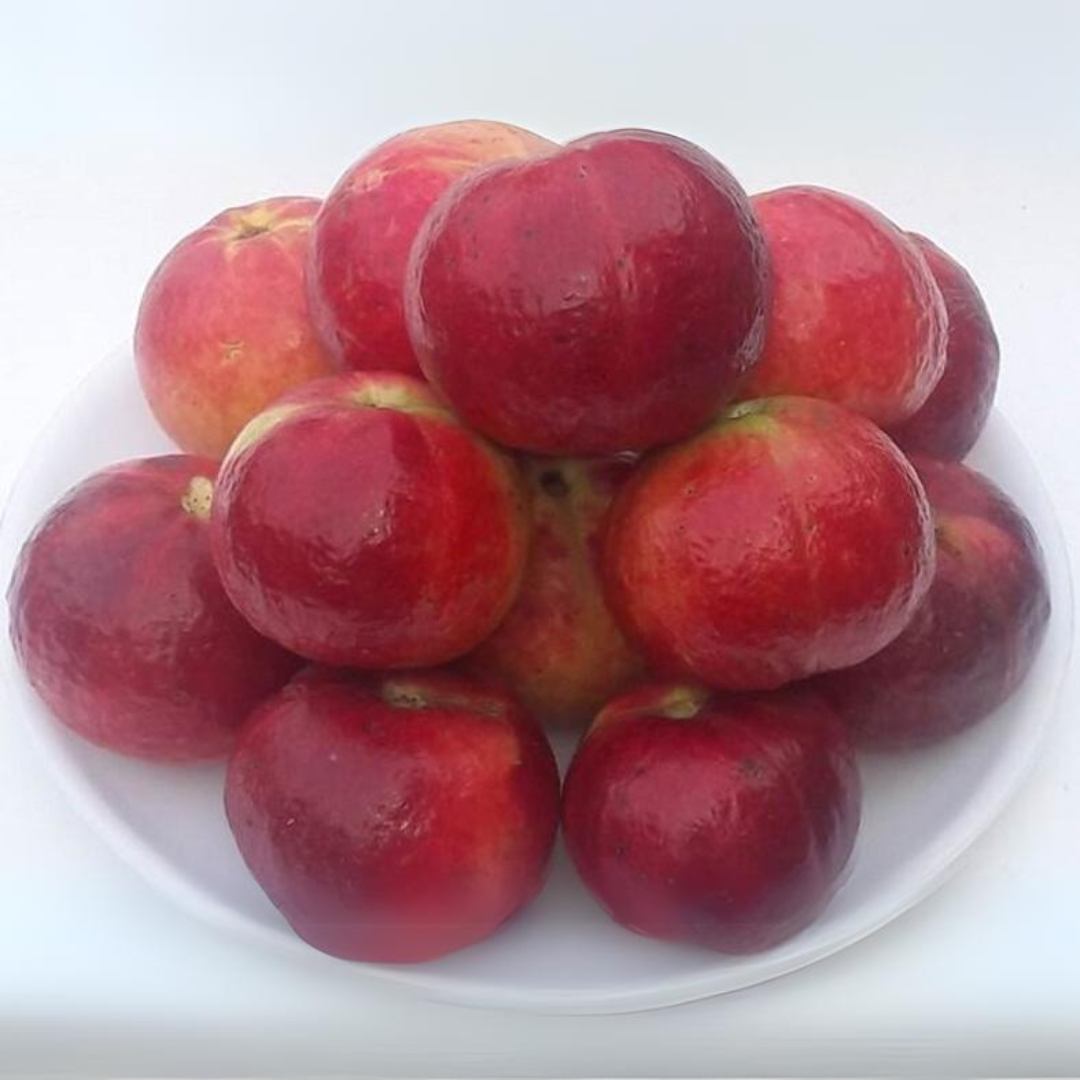Exotic Guava Punjab Red Apple Hybrid Live Fruit Plant for Home Garden