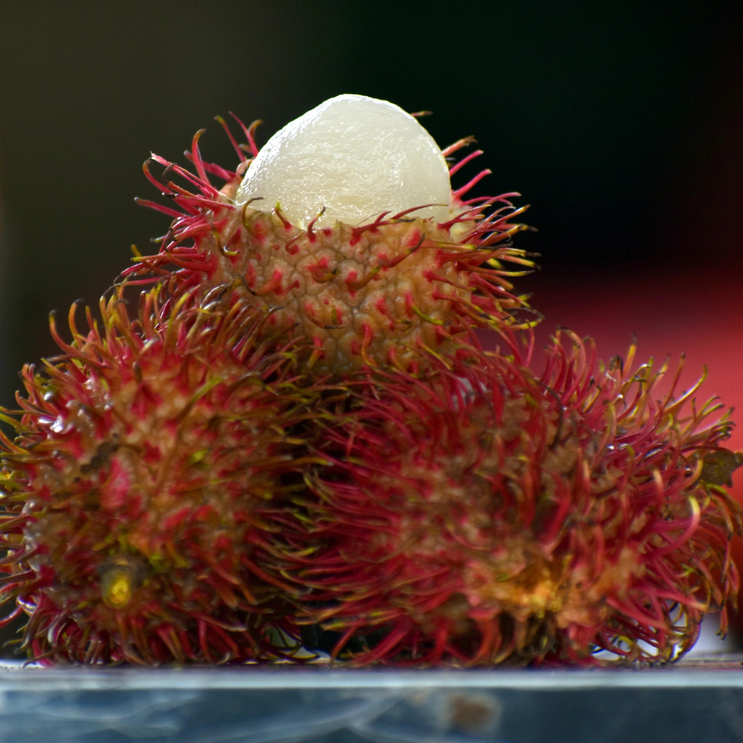 Caesar Rambutan Hybrid Fruit Plant: Extra-Large, Juicy, Sweet, Red Skinned Delights