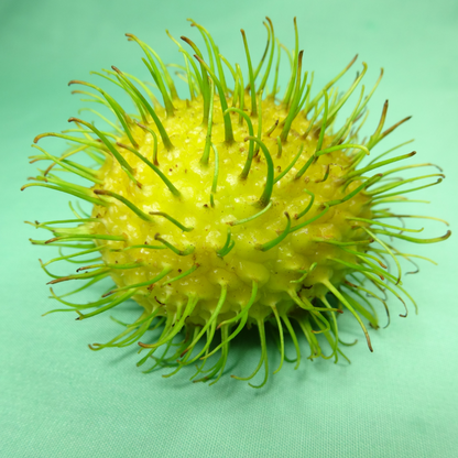 Rambutan E35 Hybrid Fruit Plant: Yellow-Skinned, Sweet, Juicy, Fast-Growing Tropical Delight