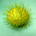 Rambutan E35 Hybrid Fruit Plant: Yellow-Skinned, Sweet, Juicy, Fast-Growing Tropical Delight