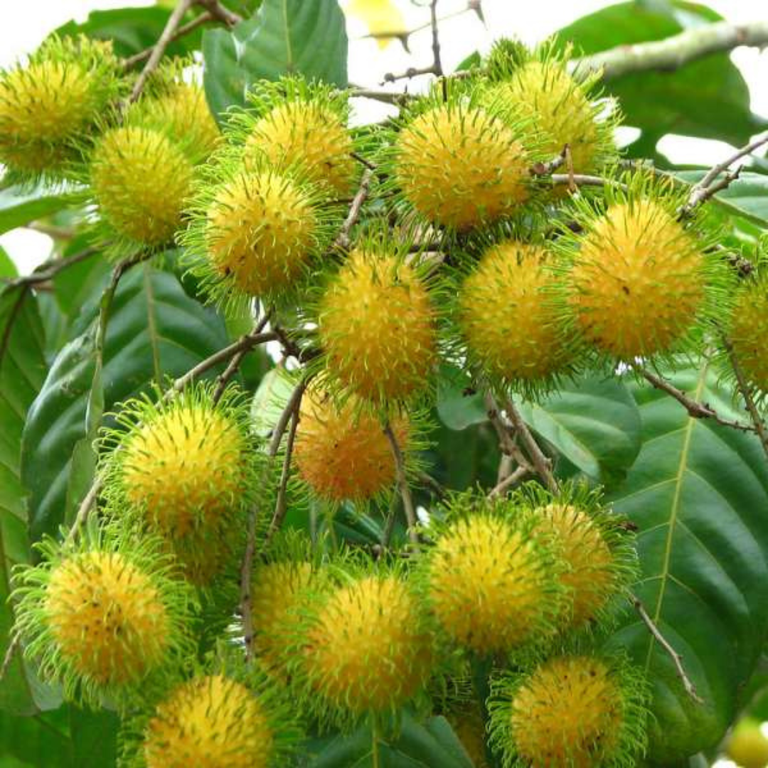 Rambutan E35 Hybrid Fruit Plant: Yellow-Skinned, Sweet, Juicy, Fast-Growing Tropical Delight